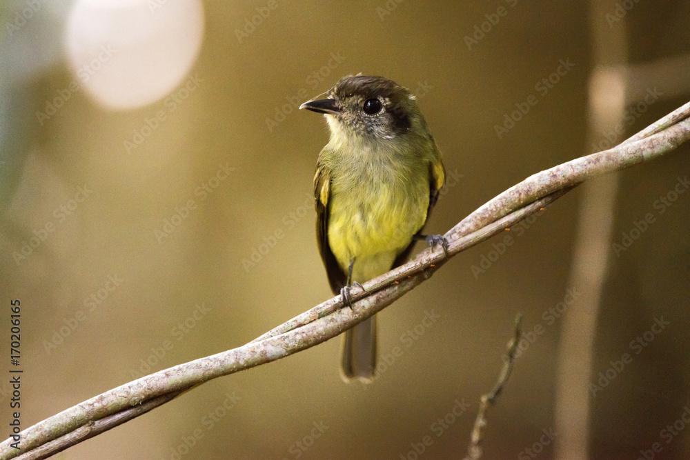 Naklejka premium Cabeçudo (Leptopogon amaurocephalus) | Sepia-capped Flycatcher photographed in the Farm Cupido & Refugio in Linhares, Espírito Santo, Southeast of Brazil. Atlantic Forest Biome.