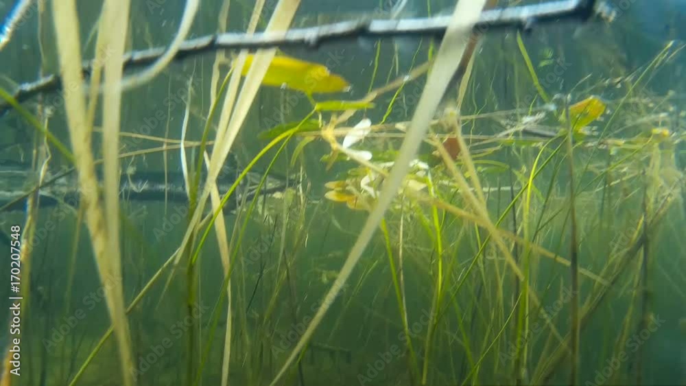 Northern pike hangs in the water column, closeup. Northern pike hangs in the water column, closeup.