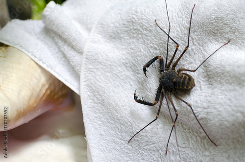 Tailess whip scorpion on a white towel in outdoor shower in tropics photo