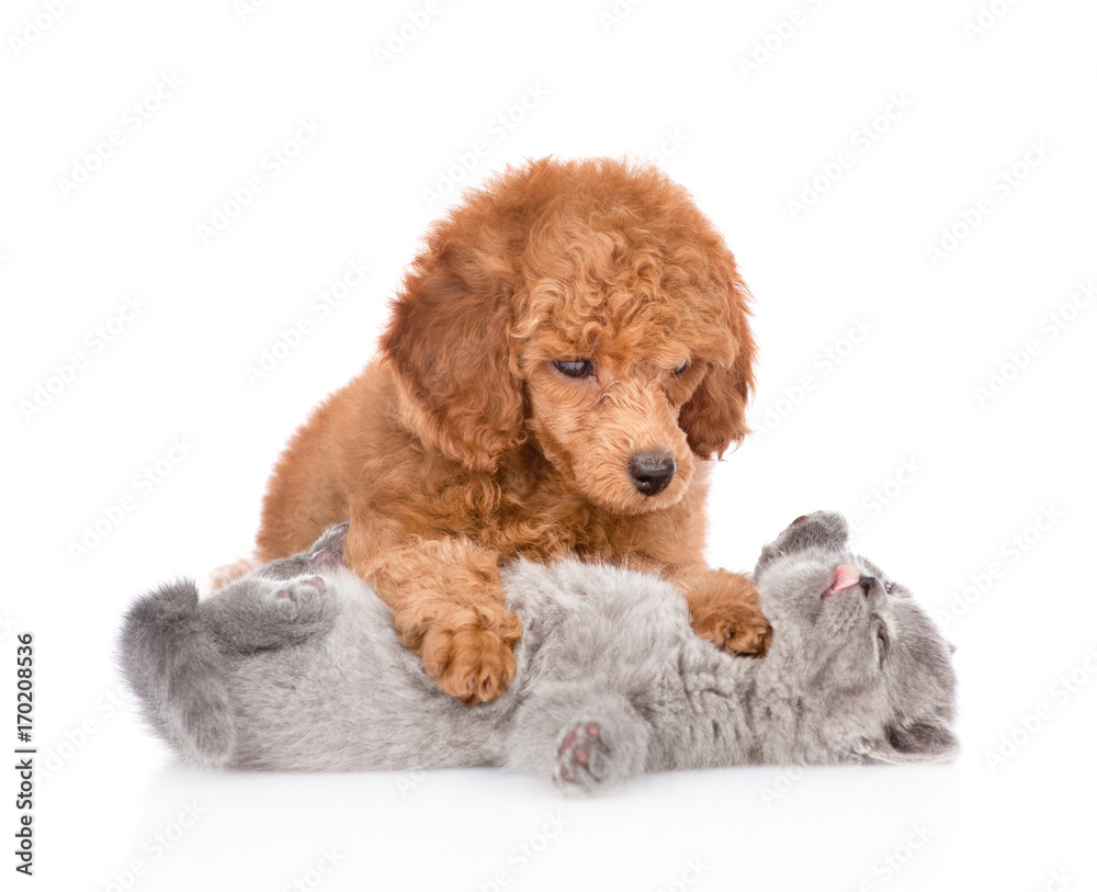 Puppy playing with kitten. isolated on white background Puppy playing with kitten. isolated on white background