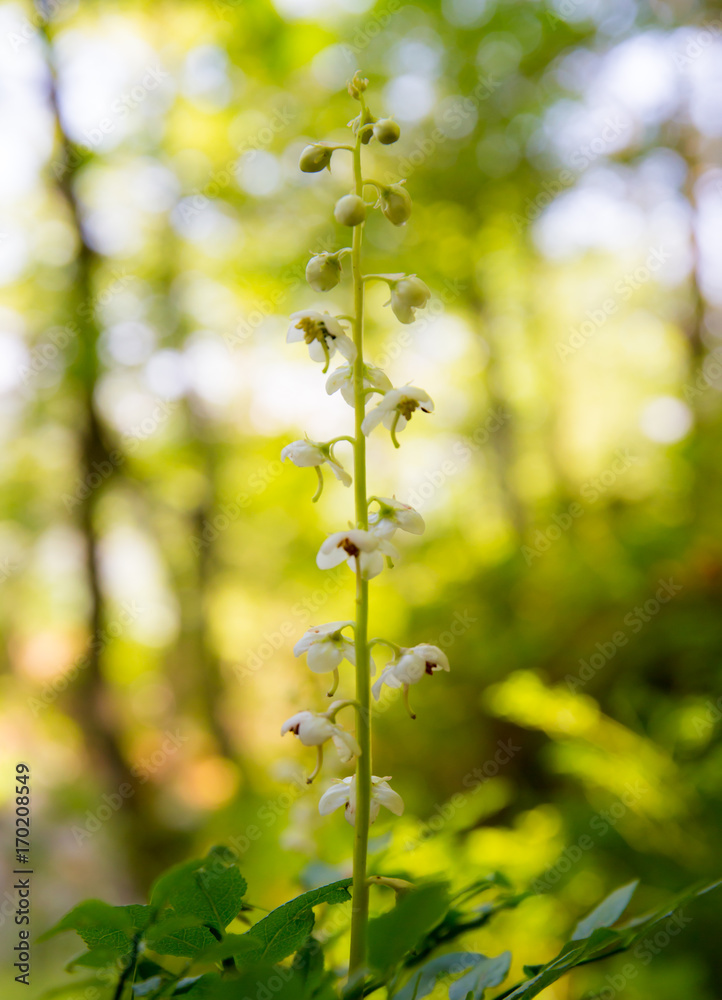 die Pflanze Rundblättriges Wintergrün ( Pyrola rotundifolia ) steht am Waldrand die Pflanze Rundblättriges Wintergrün ( Pyrola rotundifolia ) steht am Waldrand