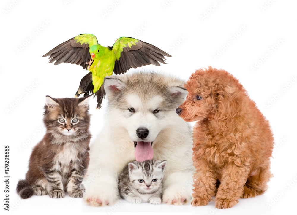 Fototapeta premium Group of pets. Isolated on white background
