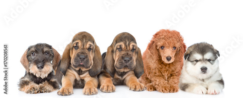 Group of purebred puppies. isolated on white background © Ermolaev Alexandr