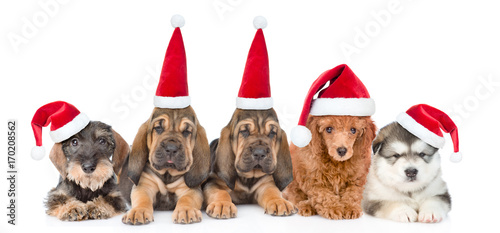 Group of purebred puppies with red christmas hats . isolated on white background
