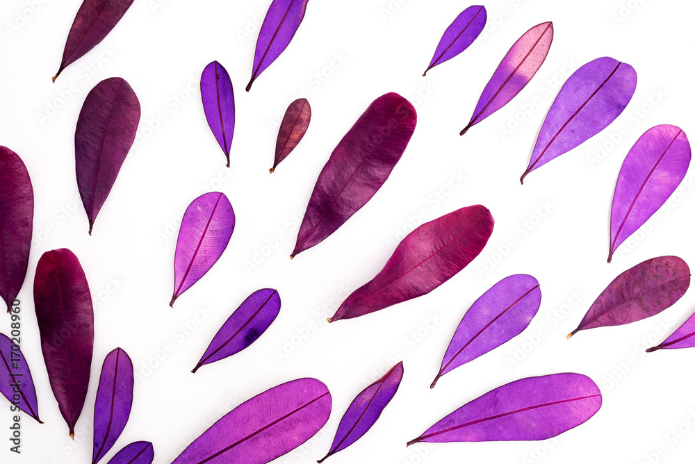 purple and pink color dry leaves on white background purple and pink color dry leaves on white background
