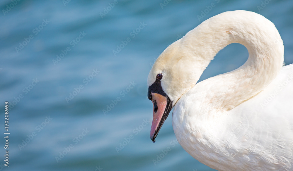 ein Höckerschwan schwimmt elegant auf dem Wasser ein Höckerschwan schwimmt elegant auf dem Wasser