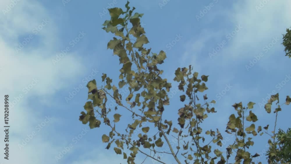 tree in the wind