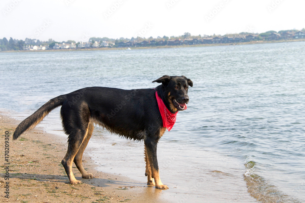 One German Shepherd mix dog on the beach playing in the water on a hot summer day. Wearing a red bandana. One German Shepherd mix dog on the beach playing in the water on a hot summer day. Wearing a red bandana.