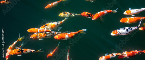 Japanese Fancy Koi Carp Fishes