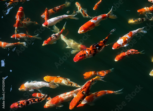 Japanese Fancy Koi Carp Fishes © mrnai