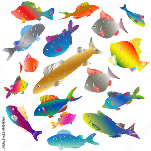 various colorful fish on white
