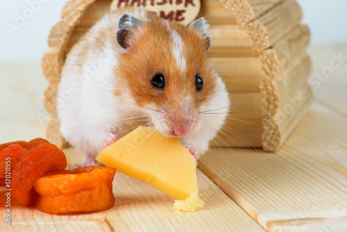 A hamster close-up eats cheese near its wooden house.