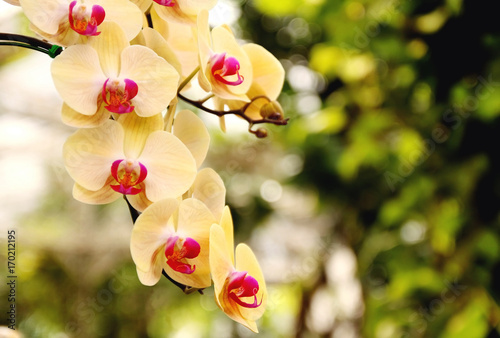 Close up of orchids bouquet with natural background  beautiful blooming orchid flower in the garden.