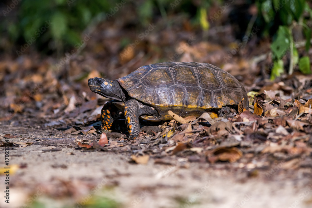 Jabuti-tinga (Chelonoidis denticulata) | Yellow-footed tortoise photographed in the Farm Cupido & Refugio in Linhares, Espírito Santo, Southeast of Brazil. Atlantic Forest Biome. Jabuti-tinga (Chelonoidis denticulata) | Yellow-footed tortoise photographed in the Farm Cupido & Refugio in Linhares, Espírito Santo, Southeast of Brazil. Atlantic Forest Biome.