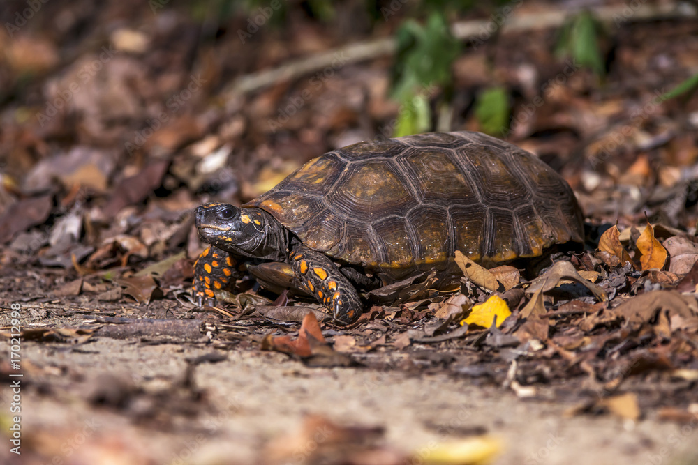 Jabuti-tinga (Chelonoidis denticulata) | Yellow-footed tortoise photographed in the Farm Cupido & Refugio in Linhares, Espírito Santo, Southeast of Brazil. Atlantic Forest Biome. Jabuti-tinga (Chelonoidis denticulata) | Yellow-footed tortoise photographed in the Farm Cupido & Refugio in Linhares, Espírito Santo, Southeast of Brazil. Atlantic Forest Biome.