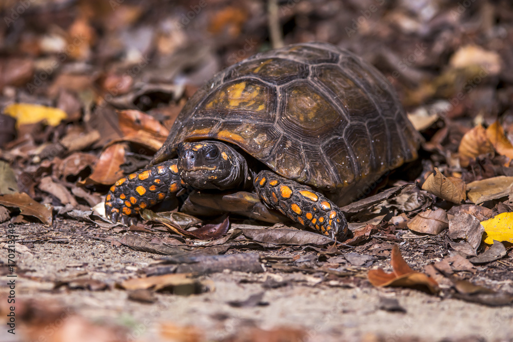 Jabuti-tinga (Chelonoidis denticulata) | Yellow-footed tortoise photographed in the Farm Cupido & Refugio in Linhares, Espírito Santo, Southeast of Brazil. Atlantic Forest Biome. Jabuti-tinga (Chelonoidis denticulata) | Yellow-footed tortoise photographed in the Farm Cupido & Refugio in Linhares, Espírito Santo, Southeast of Brazil. Atlantic Forest Biome.