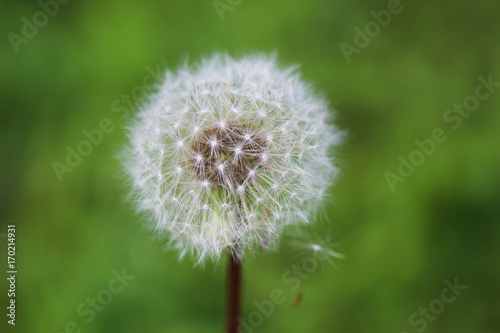 Fluffy dandelion