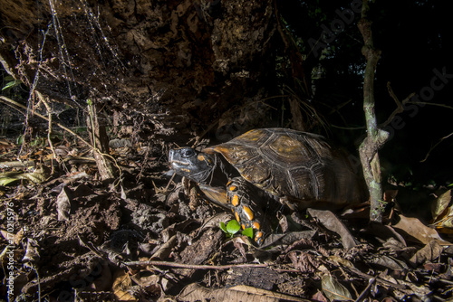 Jabuti-tinga (Chelonoidis denticulata) | Yellow-footed tortoise photographed in the Farm Cupido & Refugio in Linhares, Espírito Santo, Southeast of Brazil. Atlantic Forest Biome.