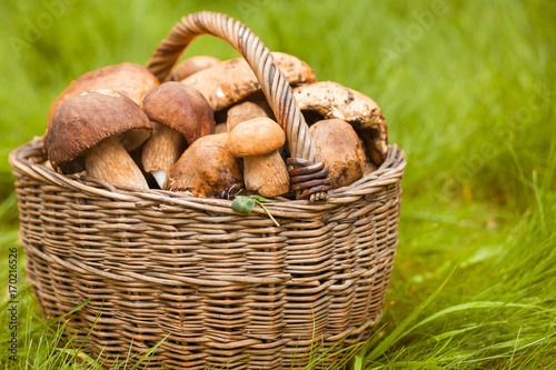 Close-up of large white mushrooms, just collected in the forest, lie in a wicker basket on green grass. Rustic still life of mushrooms and wicker baskets.