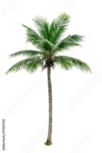 Coconut tree isolated on white background used for advertising decorative architecture. Summer and beach concept