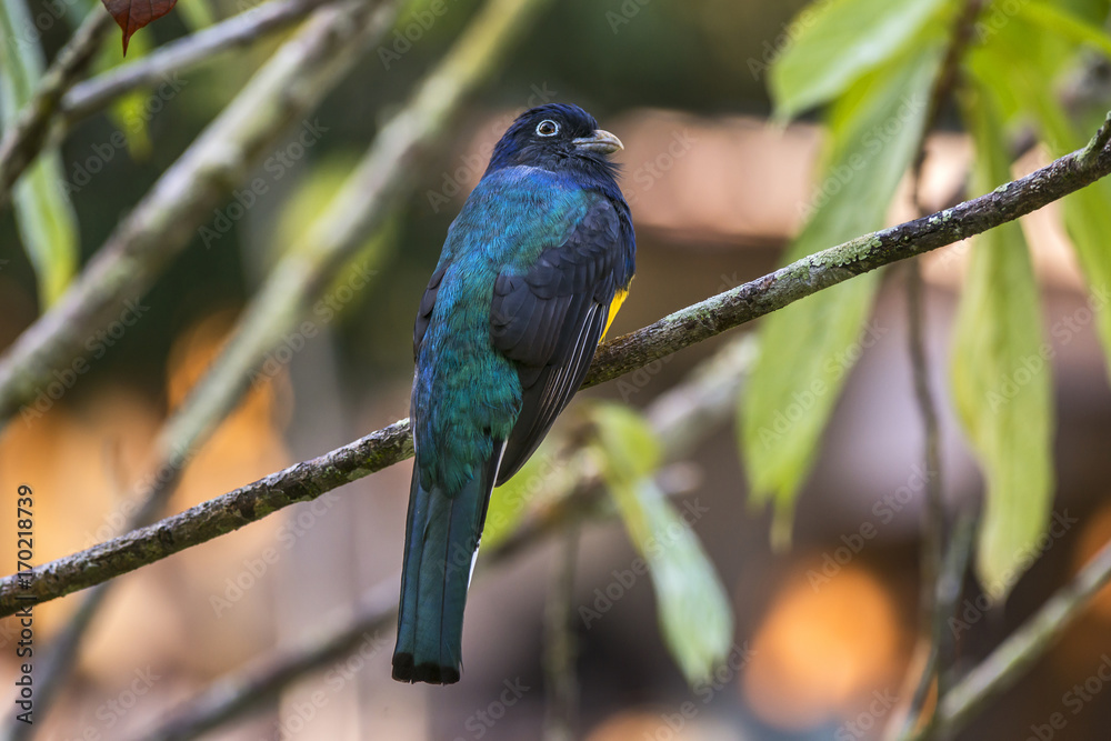 Surucuá-grande-de-barriga-amarela (Trogon viridis) | White-tailed Trogon photographed in the Farm Cupido & Refugio in Linhares, Espírito Santo, Southeast of Brazil. Atlantic Forest Biome. Surucuá-grande-de-barriga-amarela (Trogon viridis) | White-tailed Trogon photographed in the Farm Cupido & Refugio in Linhares, Espírito Santo, Southeast of Brazil. Atlantic Forest Biome.
