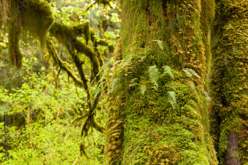 Hoh Rain Forest  Hall of Mosses  Olympic National Park