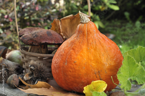 potimarron , champignons et châtaignes dans jardin