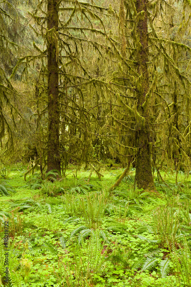 Fototapeta premium Hoh Rain Forest, Hall of Mosses, Olympic National Park