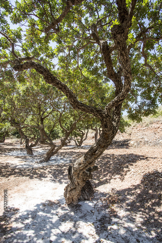 Chios Adası; sakız ağacı
