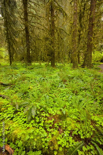 Hoh Rain Forest  Hall of Mosses  Olympic National Park