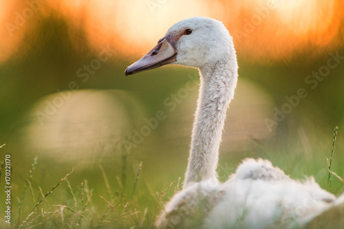Fototapeta Naklejka Na Ścianę i Meble -  Portrait of swan at sunset