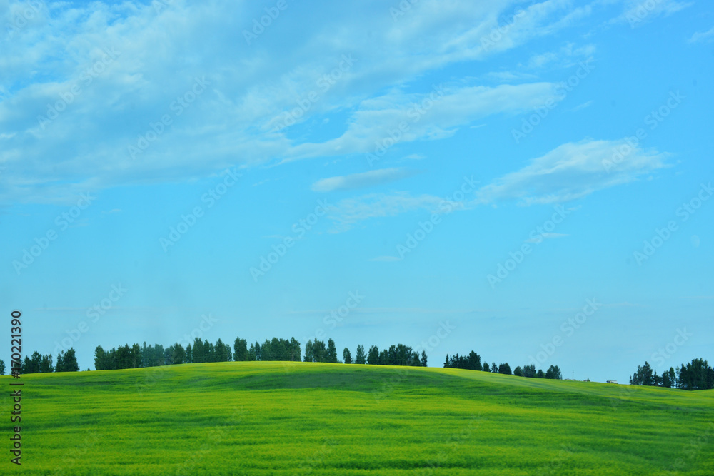 Blooming yellow field with a strip of trees on the horizon with a blue sky Blooming yellow field with a strip of trees on the horizon with a blue sky