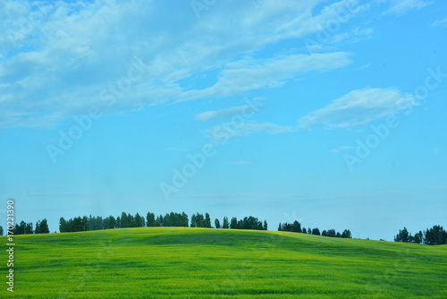 Blooming yellow field with a strip of trees on the horizon with a blue sky