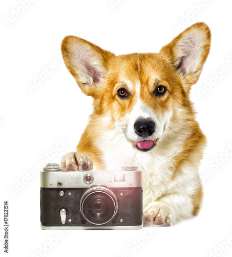 dog and camera