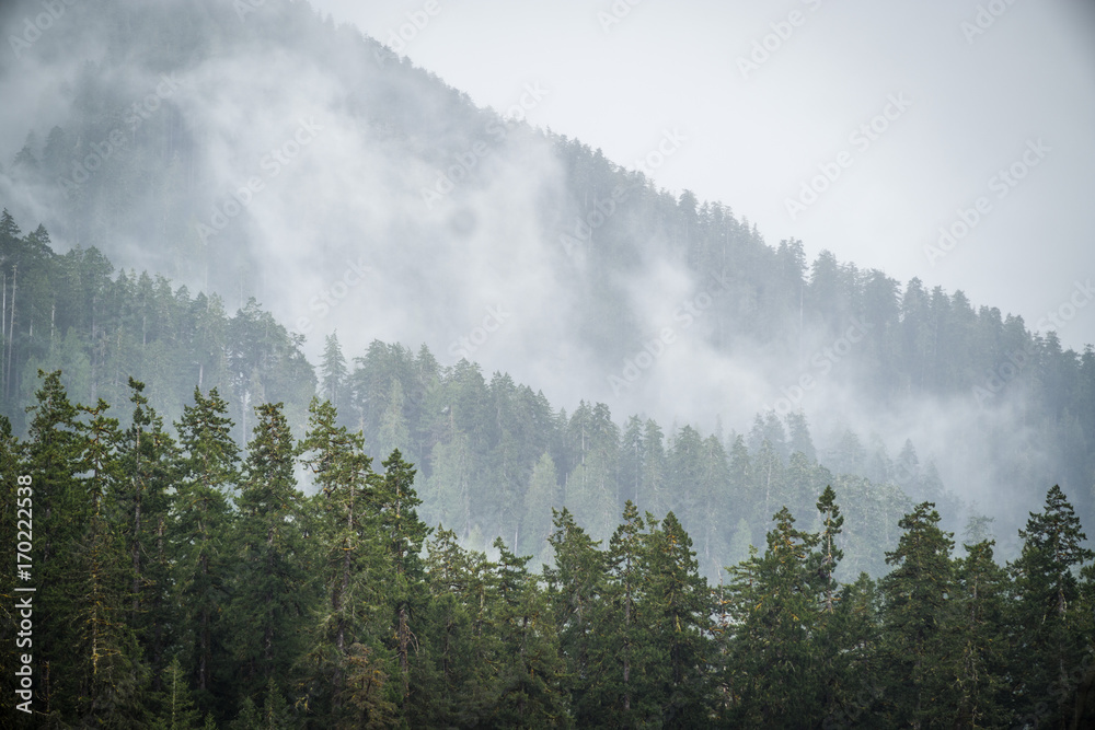 Fototapeta premium Hoh Rain Forest, Hall of Mosses, Olympic National Park