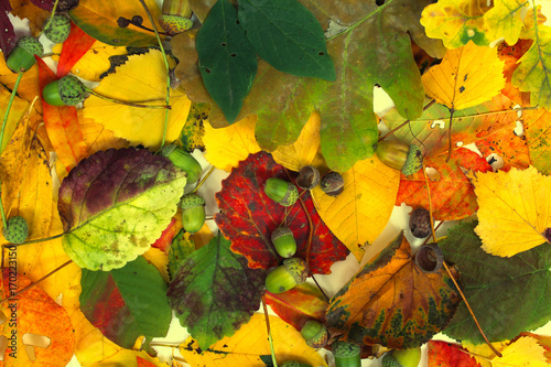 Colorful leaves and oak acorns as autumn background