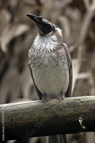 noisy frair bird photo