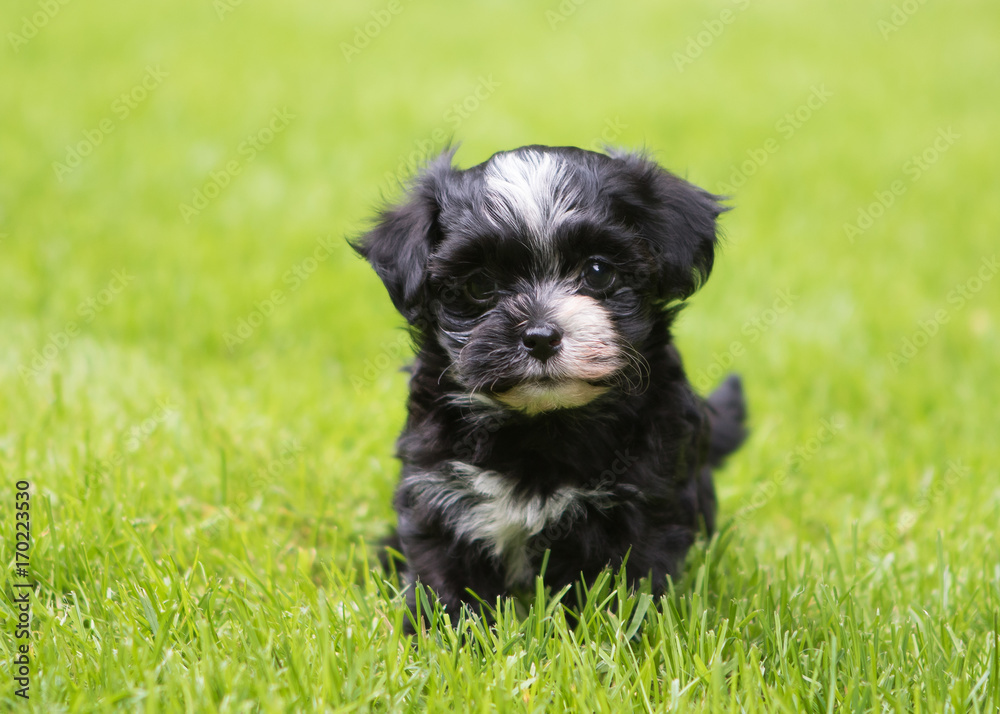 Havanese dog puppy Havanese dog puppy