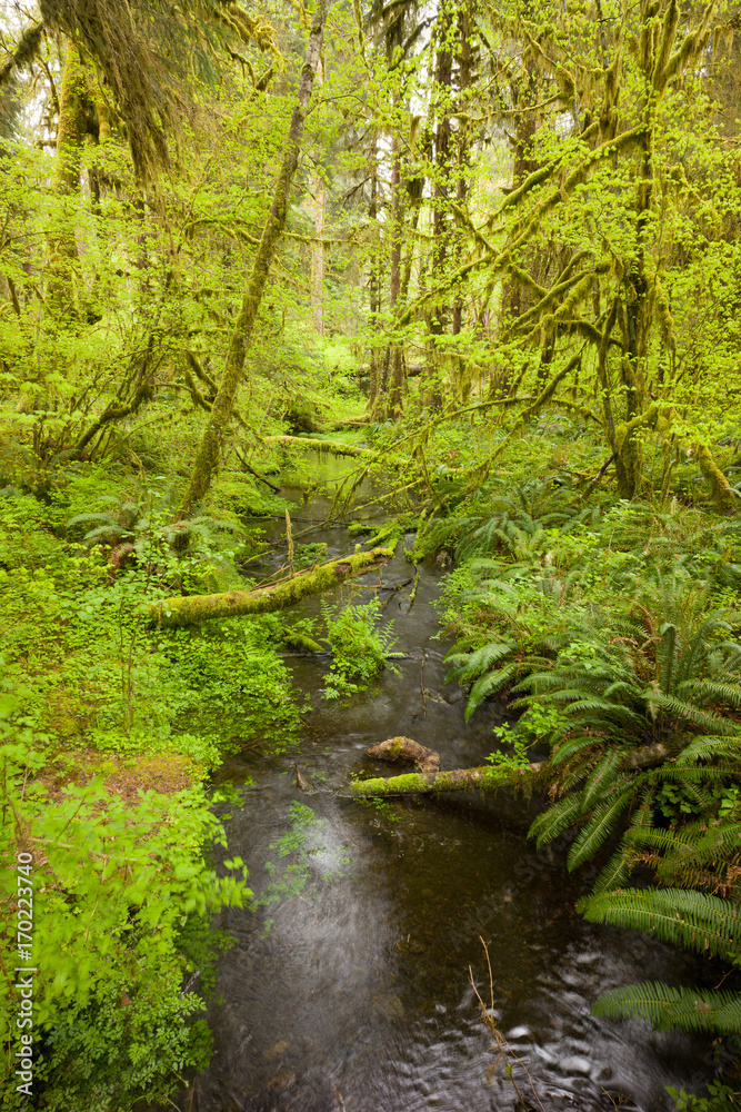 Hoh Rain Forest, Hall of Mosses, Olympic National Park Hoh Rain Forest, Hall of Mosses, Olympic National Park
