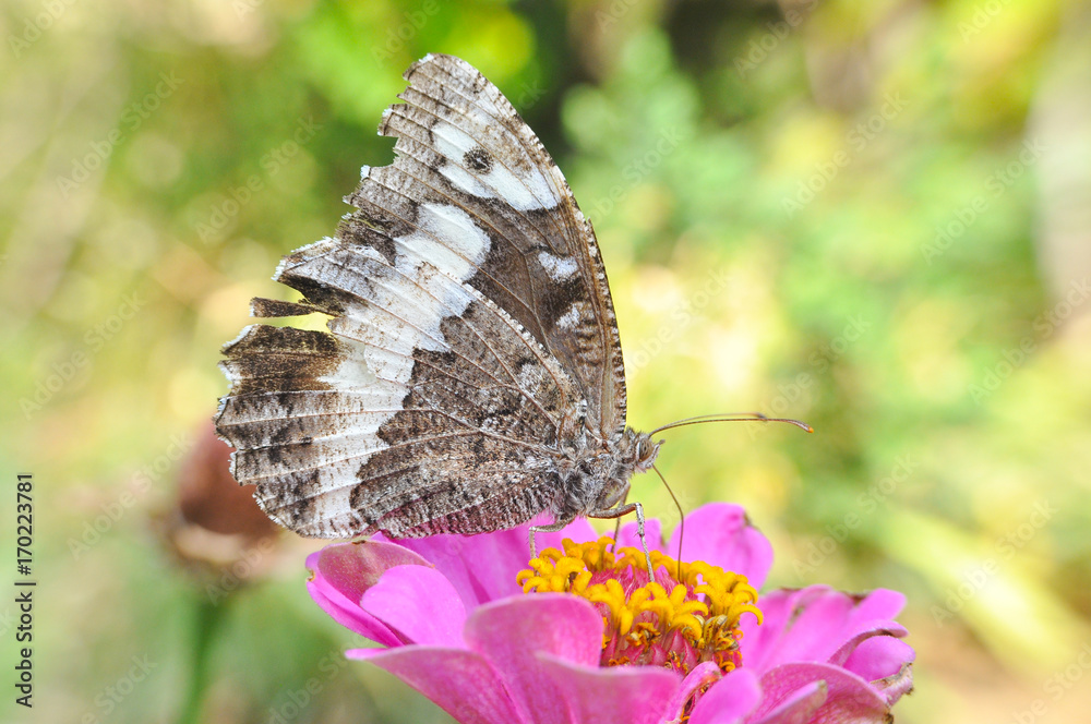 Fototapeta premium The Great Banded Grayling butterfly on Flower. Butterfly collect nectar in garden