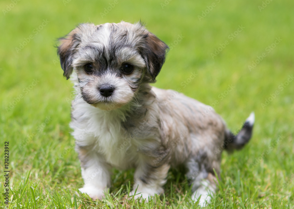 Havanese puppy dog Havanese puppy dog