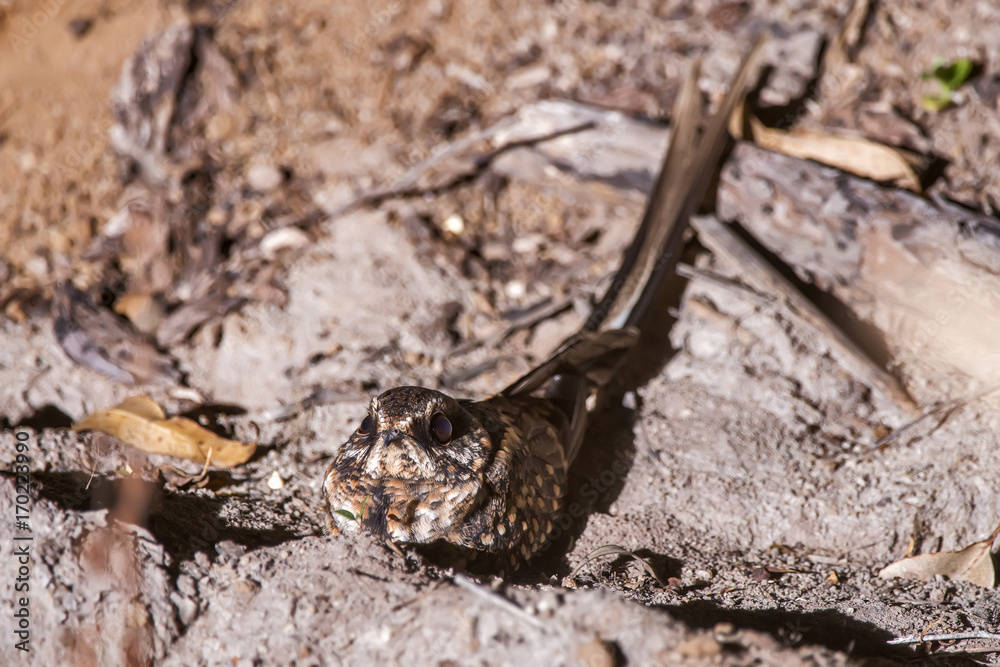 Bacurau-tesoura (Hydropsalis torquata) | Scissor-tailed Nightjar photographed in the Farm Cupido & Refugio in Linhares, Espírito Santo, Southeast of Brazil. Atlantic Forest Biome. Bacurau-tesoura (Hydropsalis torquata) | Scissor-tailed Nightjar photographed in the Farm Cupido & Refugio in Linhares, Espírito Santo, Southeast of Brazil. Atlantic Forest Biome.
