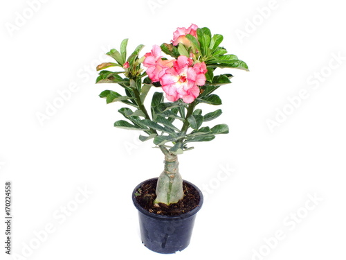Wallpaper Mural tropical flower pink adenium desert rose on isolated white background Torontodigital.ca