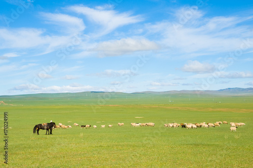 grazing flock of sheep