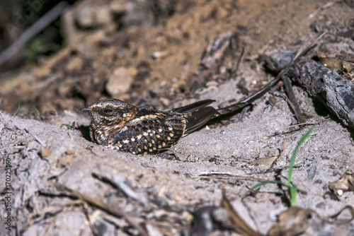 Bacurau-tesoura  Hydropsalis torquata    Scissor-tailed Nightjar photographed in the Farm Cupido   Refugio in Linhares  Esp  rito Santo  Southeast of Brazil. Atlantic Forest Biome.