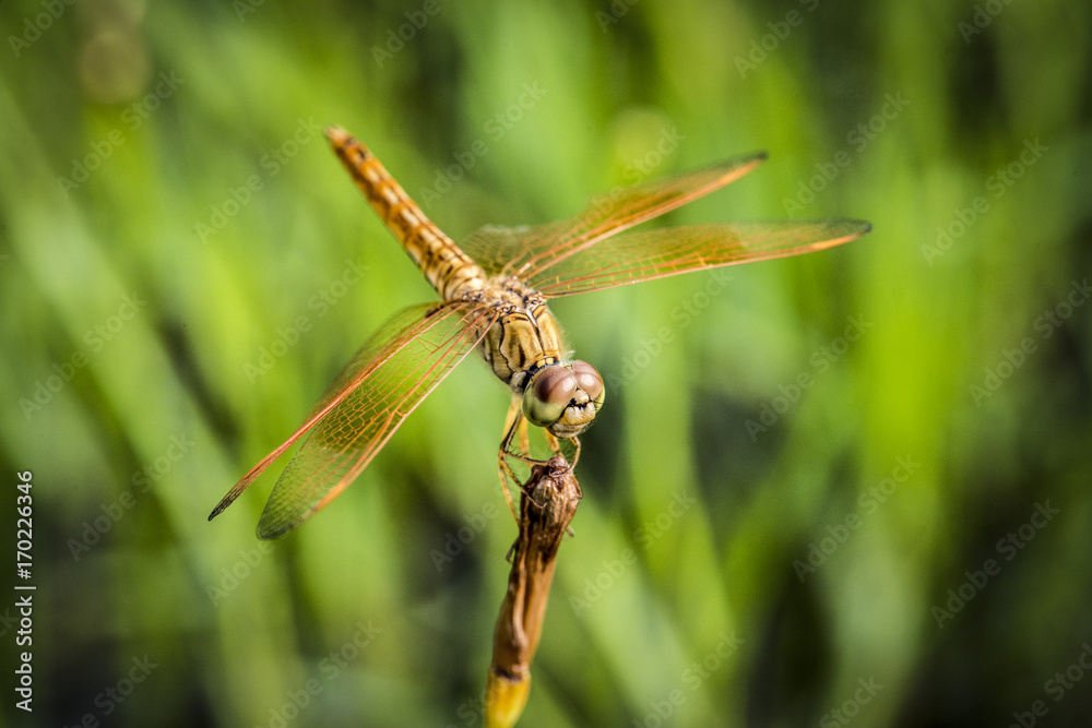 Macro shot of real dragonfly outdoors