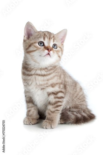 Sitting young cat looking with great attention isolated