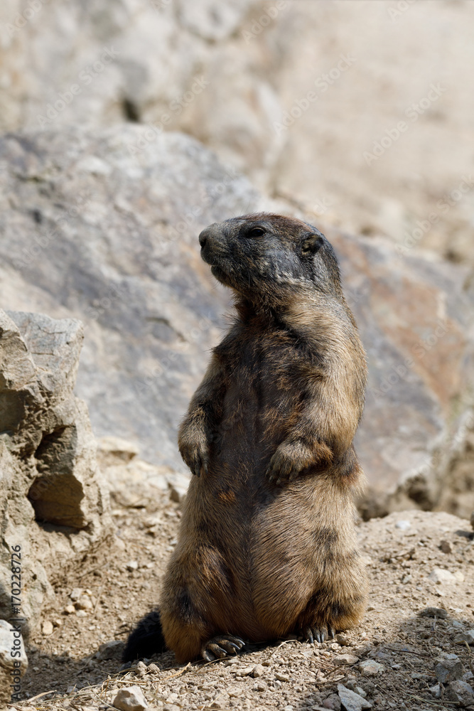 Fototapeta premium alpine marmot (Marmota marmota latirostris) on the rock