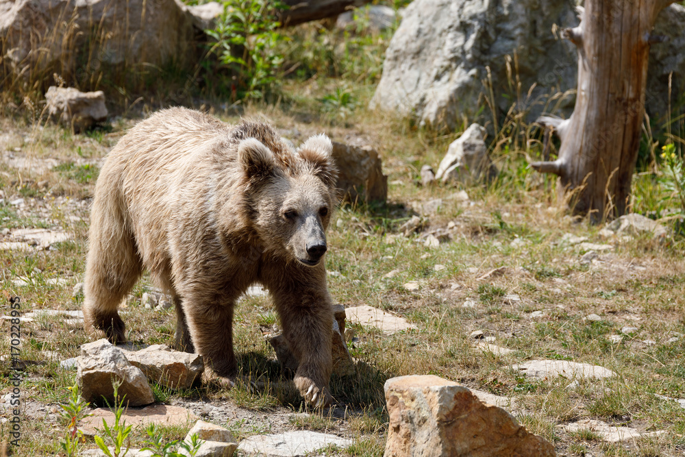 Himalayan brown bear (Ursus arctos isabellinus) Himalayan brown bear (Ursus arctos isabellinus)