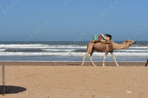 Принти на полотні DROMADAIRE SUR LA PLAGE DE SIDI KAOUKI, MAROC